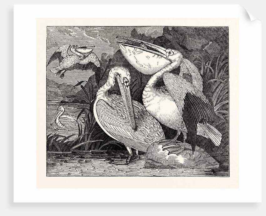 Pelicans from Specimens in the Gardens of the Zoological Society by Anonymous