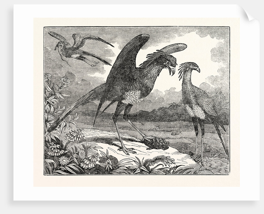 The Secretary Bird by Anonymous