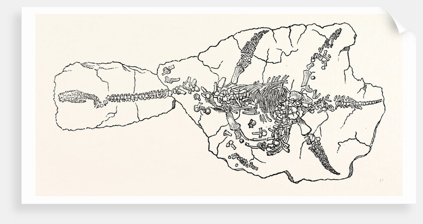 Skeleton of the Plesiosaurus Dolichodeirus in the Position in which It Was Found at Lyme Regis by Anonymous