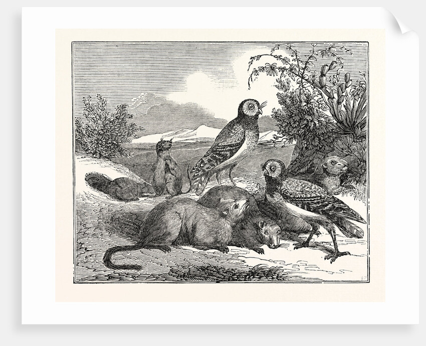 Burrowing-Owls and Prairie-Dogs by Anonymous