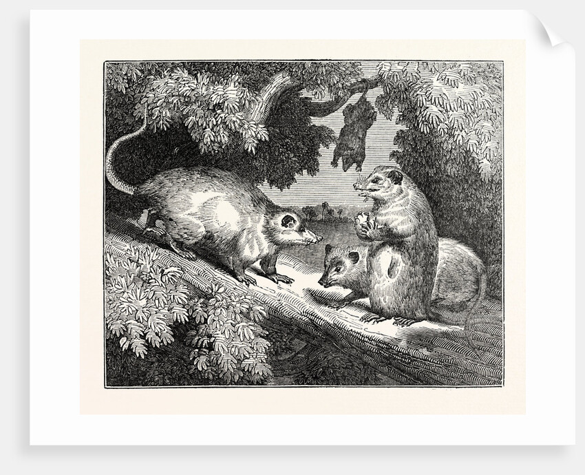 Male and Female Opossums by Anonymous