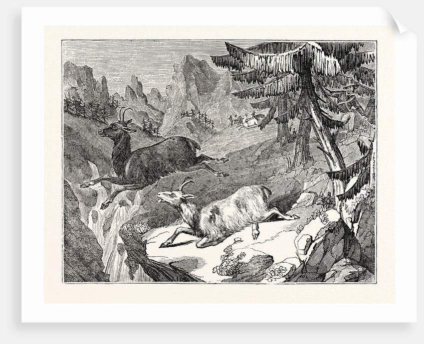 Hunting the Chamois by Anonymous