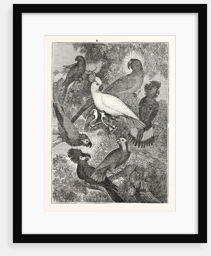 Parrots by Anonymous