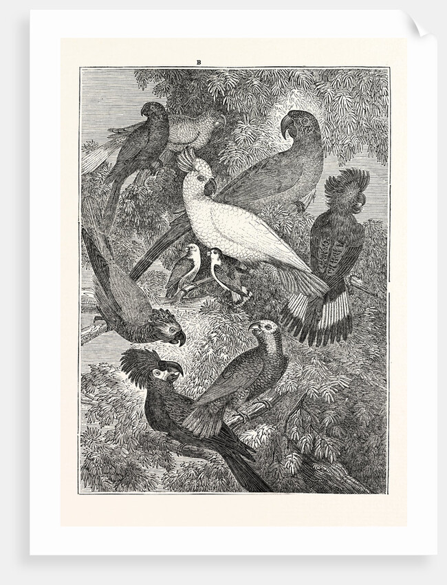 Parrots by Anonymous