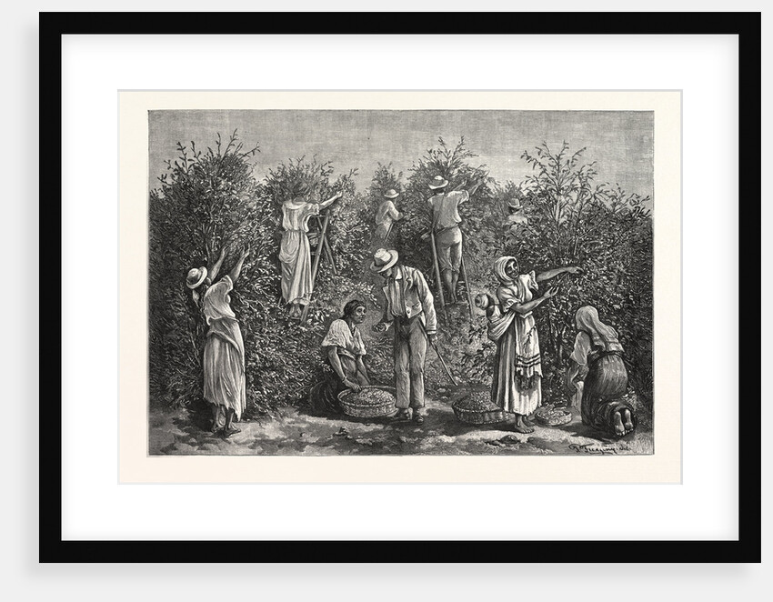 Coffee Costa Rica by Anonymous