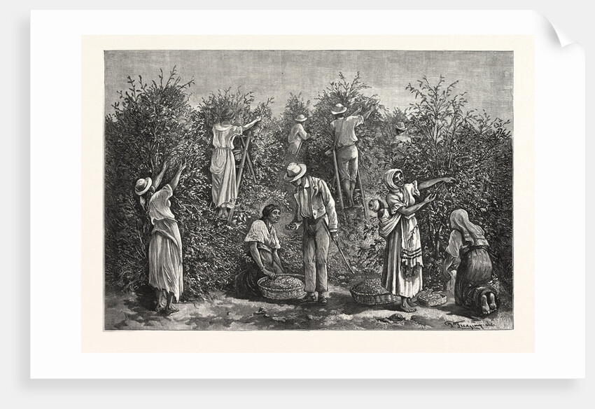 Coffee Costa Rica by Anonymous