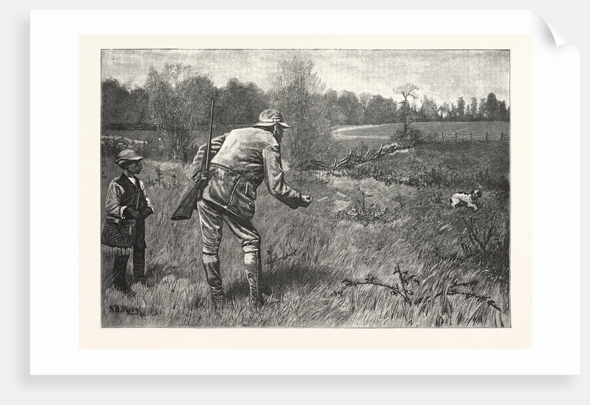 Gun Shy Drawn A. B. Frost by Anonymous