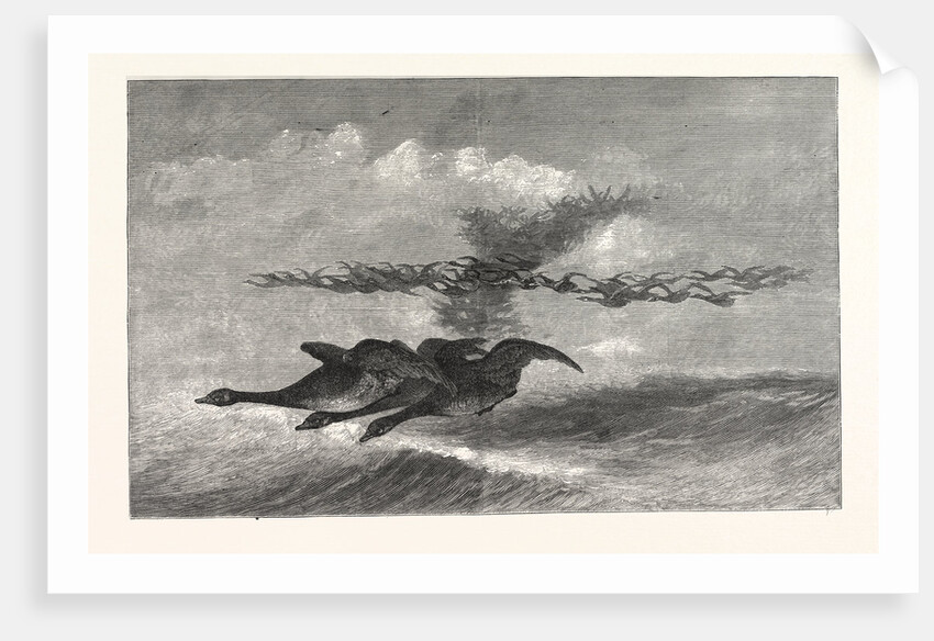 Wild-Goose., America by Anonymous