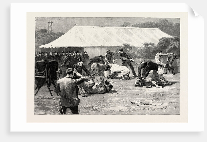 The Old English Mastiff Club Show at the Crystal Palace, London by Anonymous