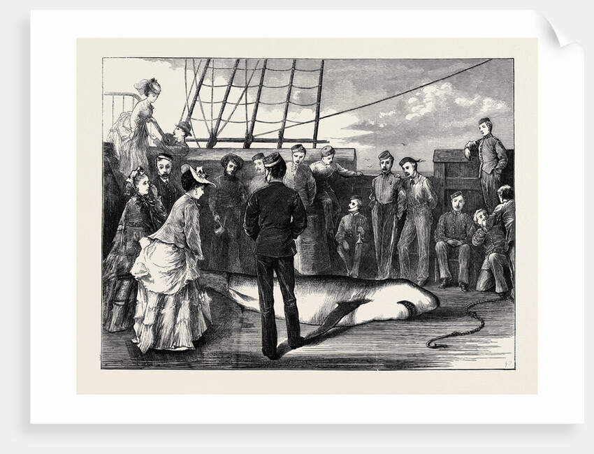 Capture of a Shark in the Tropics by Anonymous