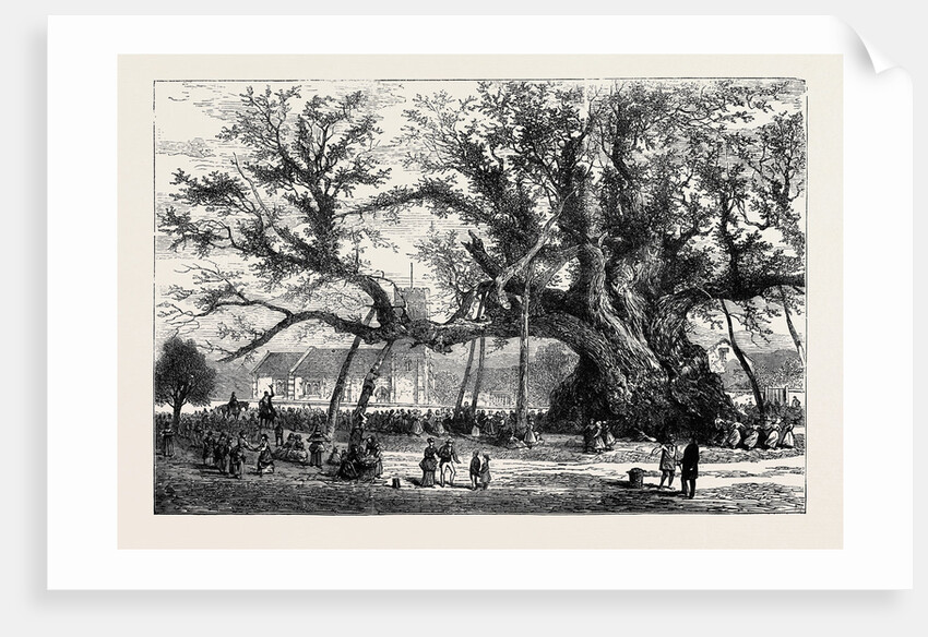 The Cowthorpe Oak, Near Wetherby, the Oldest Oak in England by Anonymous