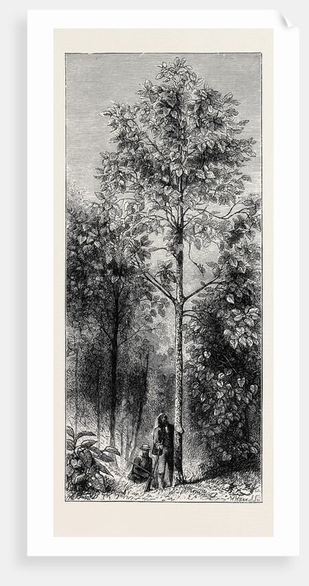 The Cinchona Plantations at Darjeeling, Bengal: Cinchona Succirubra, 30 Feet High by Anonymous