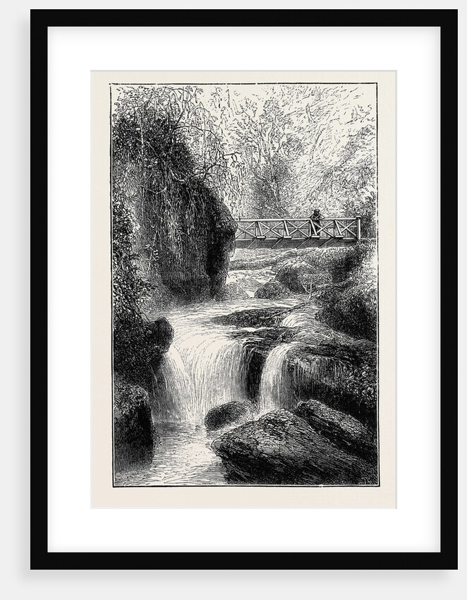 The Cinchona Plantations at Darjeeling, Bengal: Foot-Bridge Over the River Rungbee by Anonymous