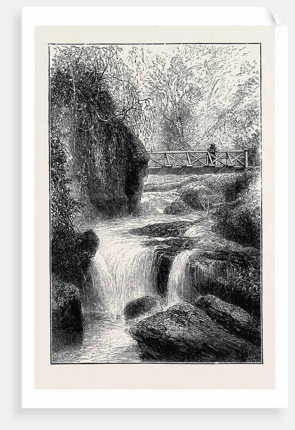 The Cinchona Plantations at Darjeeling, Bengal: Foot-Bridge Over the River Rungbee by Anonymous