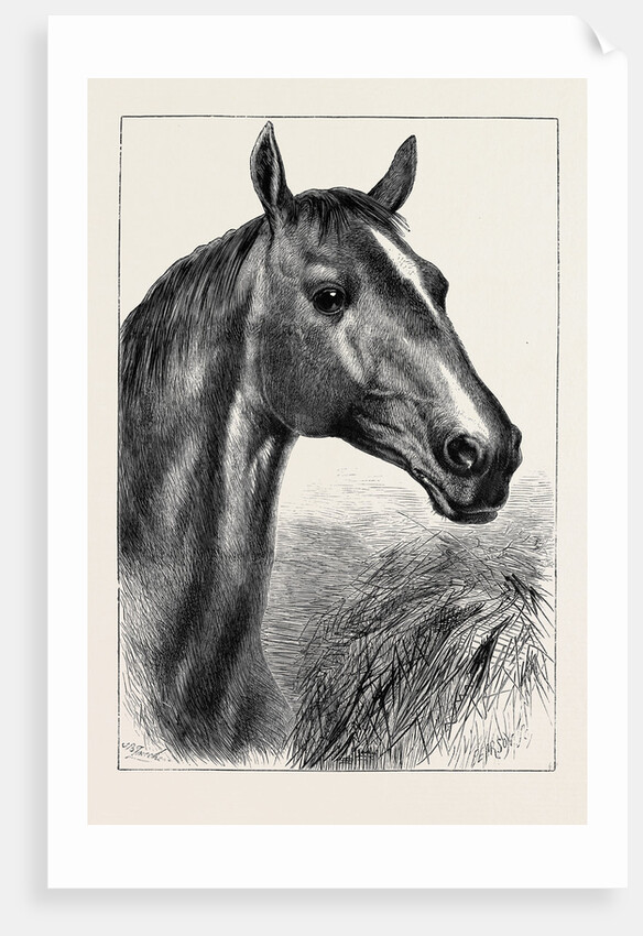 Head of Ronald, Lord Cardigan's Balaclava Charger by Anonymous