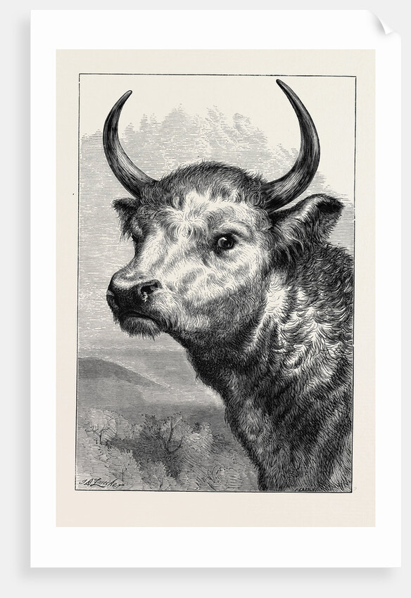 Head of the Chillingham Wild Bull, Shot by H.R.H. The Prince of Wales by Anonymous