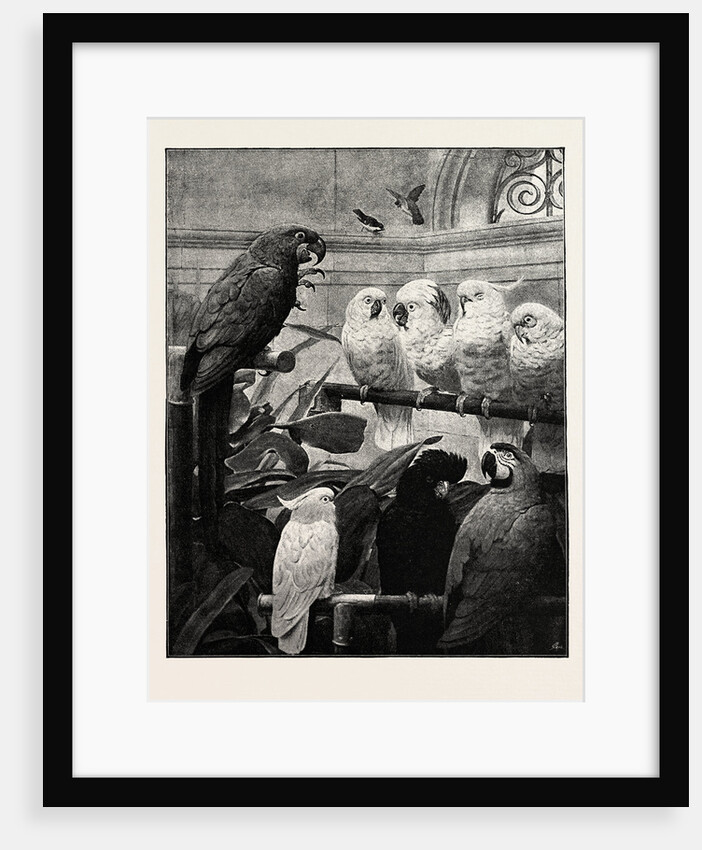 A Select Committee by Anonymous