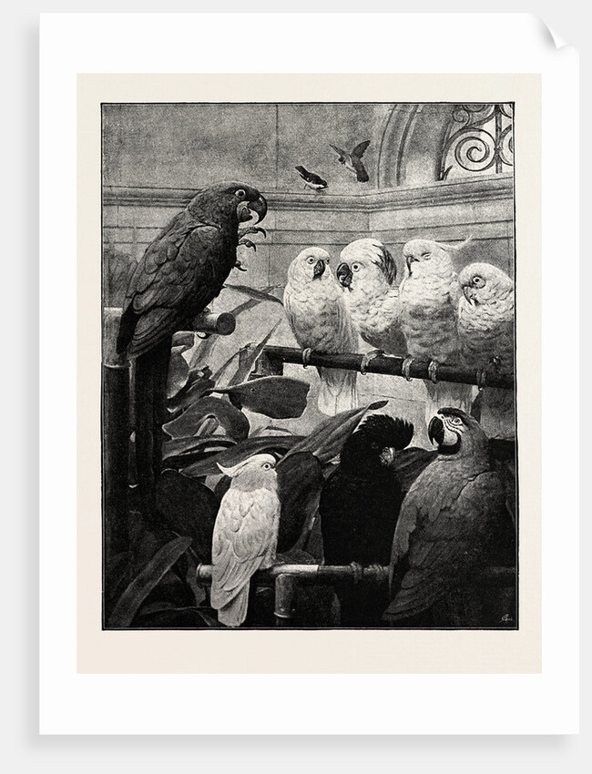 A Select Committee by Anonymous