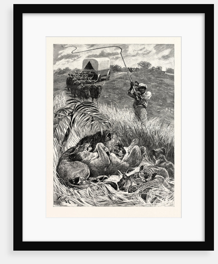 A Rude Awakening: An Incident of South African Travel, Raising His Giant Ox-Whip, He Brought It Down Amongst Them with a Succession of Cracks that Rivalled the Report of a Shore-Shooter's Duck-Gun by Anonymous