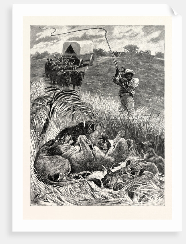 A Rude Awakening: An Incident of South African Travel, Raising His Giant Ox-Whip, He Brought It Down Amongst Them with a Succession of Cracks that Rivalled the Report of a Shore-Shooter's Duck-Gun by Anonymous