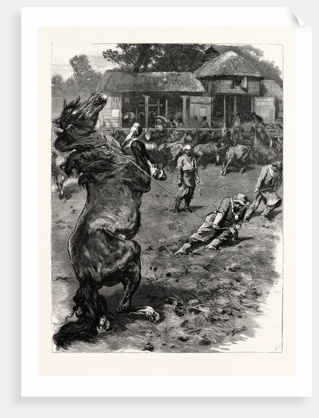 The Mustangs at Littleton Park Farm, Near Shepperton, Lassoing a Colt by Anonymous