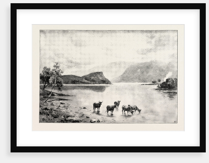 Highland Cattle Among the Islands in Loch Lomond by Anonymous