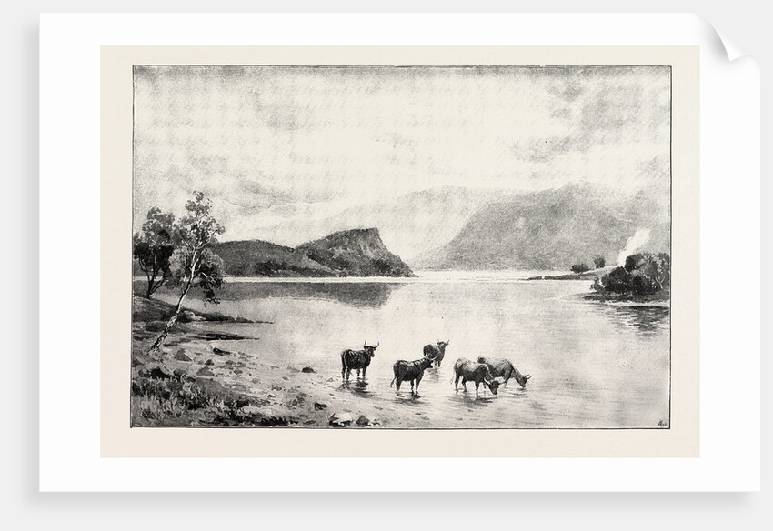 Highland Cattle Among the Islands in Loch Lomond by Anonymous