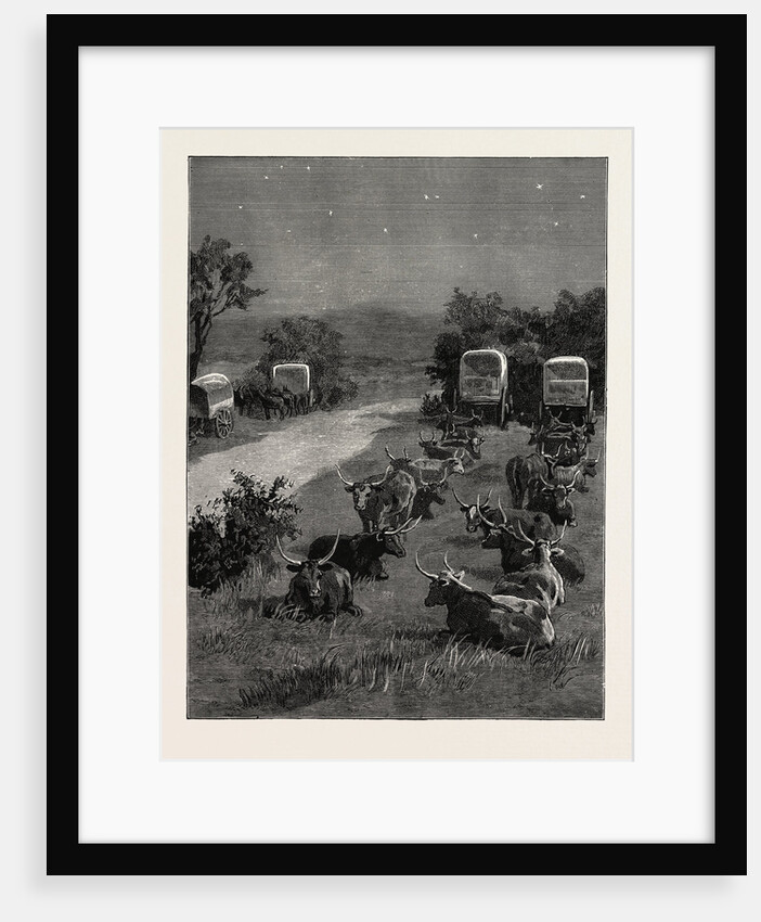 Lord Randolph Churchill in South Africa, the Oxen Outspanned in Camp by Anonymous