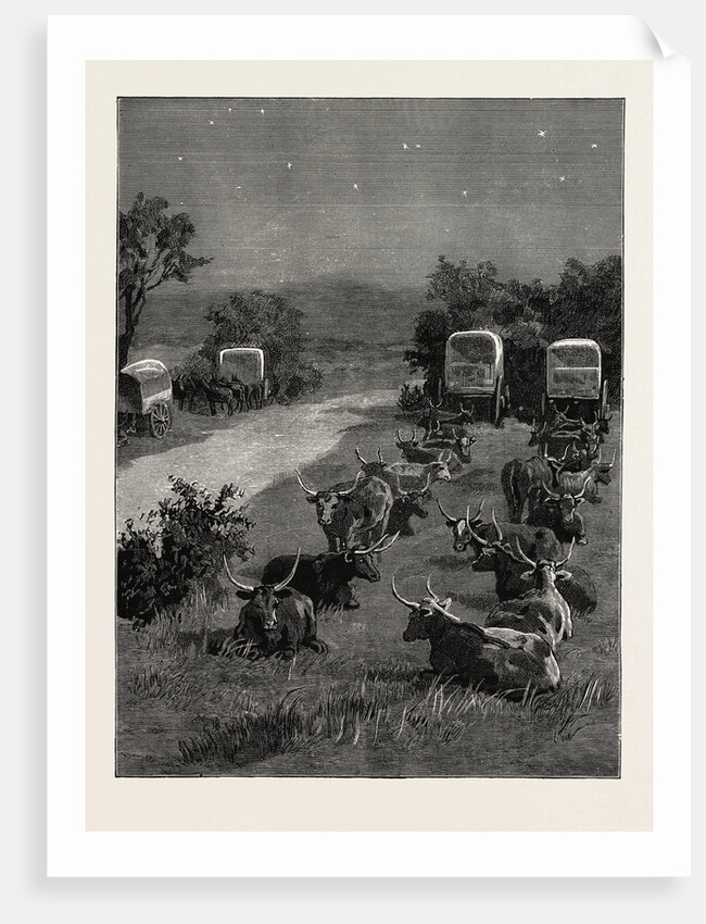 Lord Randolph Churchill in South Africa, the Oxen Outspanned in Camp by Anonymous
