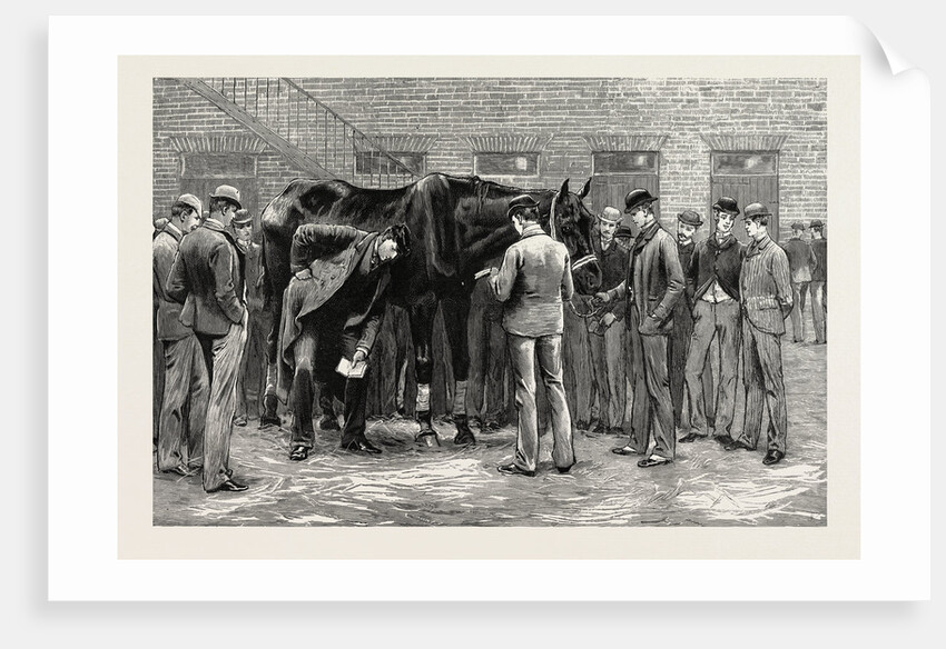 The Centenary of the Royal Veterinary College, Camden Town: Students at Work Under the Direction of S Professor. Free-Practice; Sounding His Lungs by Anonymous