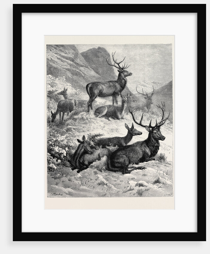 Deer on a Sunny Hill Side in the Highlands by Anonymous