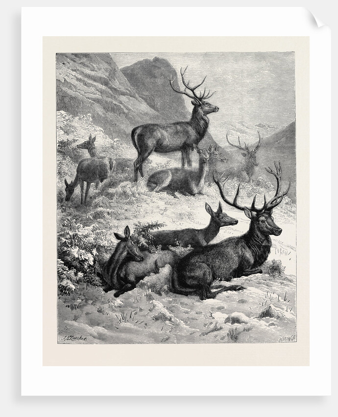 Deer on a Sunny Hill Side in the Highlands by Anonymous
