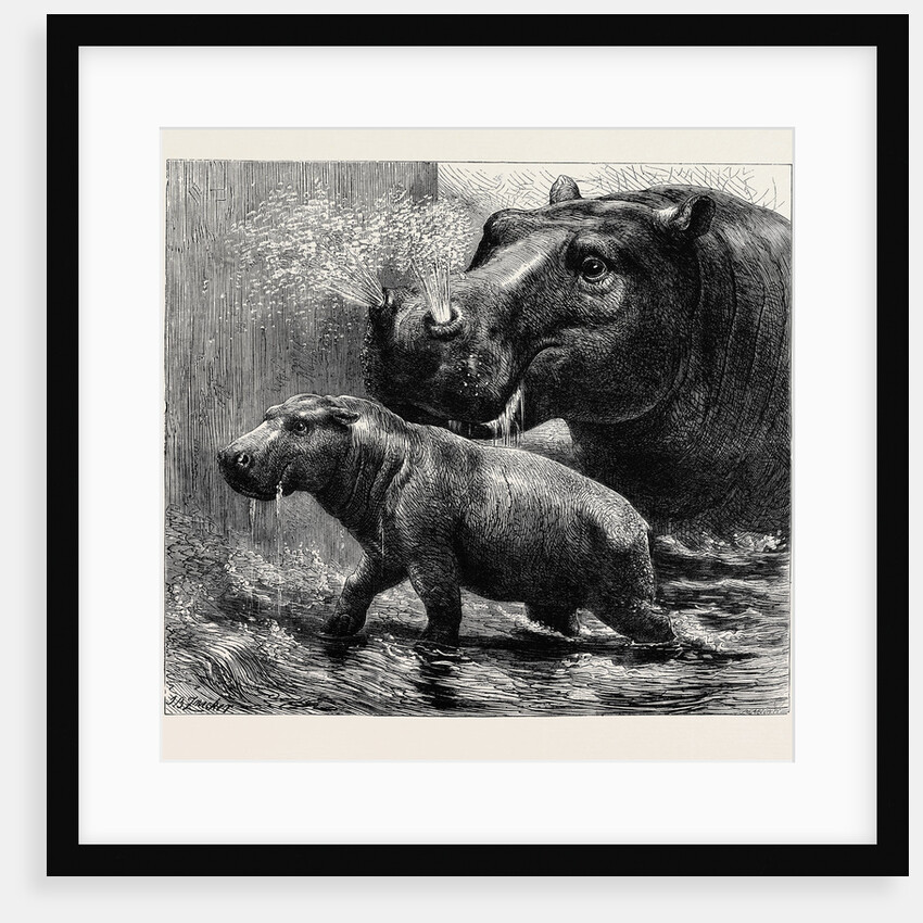 The Hippopotamus and Her Young One at the Zoological Gardens by Anonymous