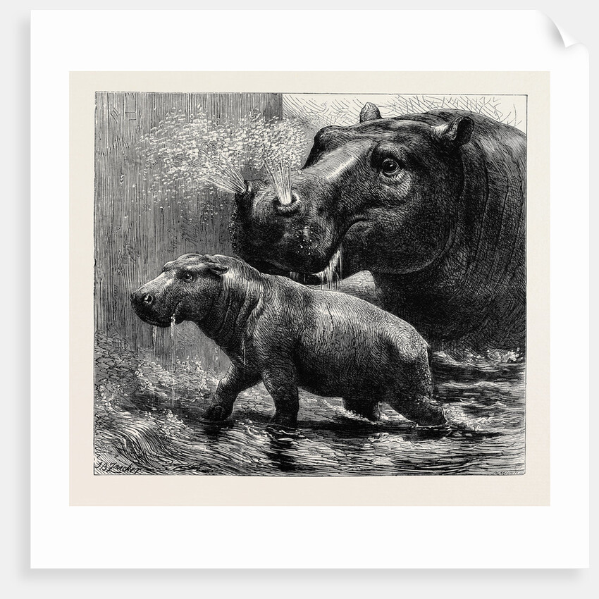 The Hippopotamus and Her Young One at the Zoological Gardens by Anonymous
