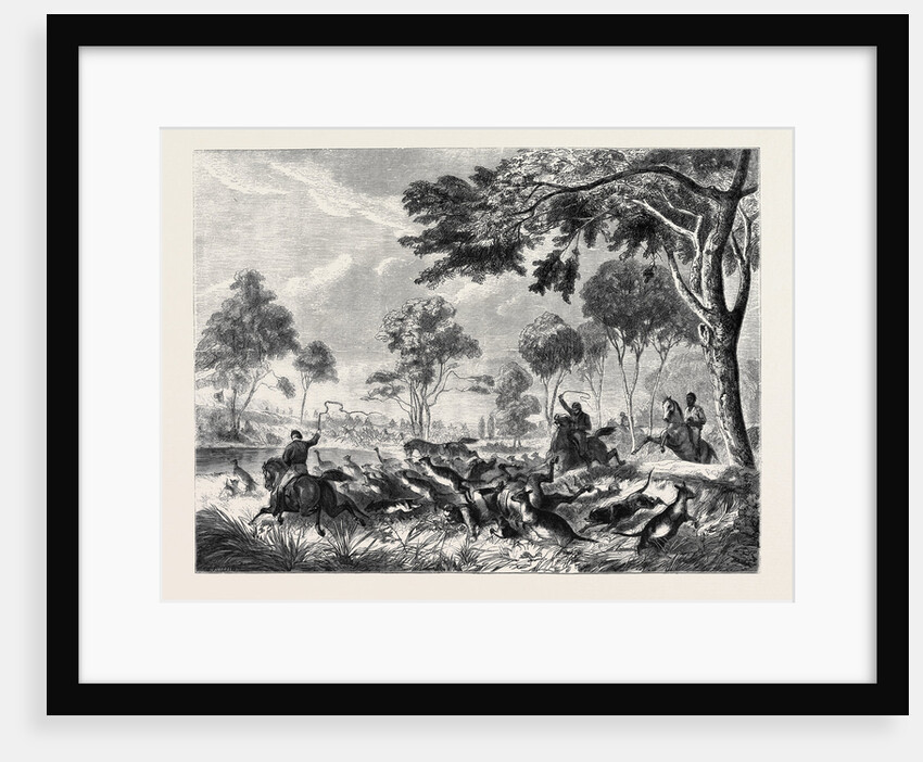 Sketches in Australia: Kangaroo Hunting by Anonymous