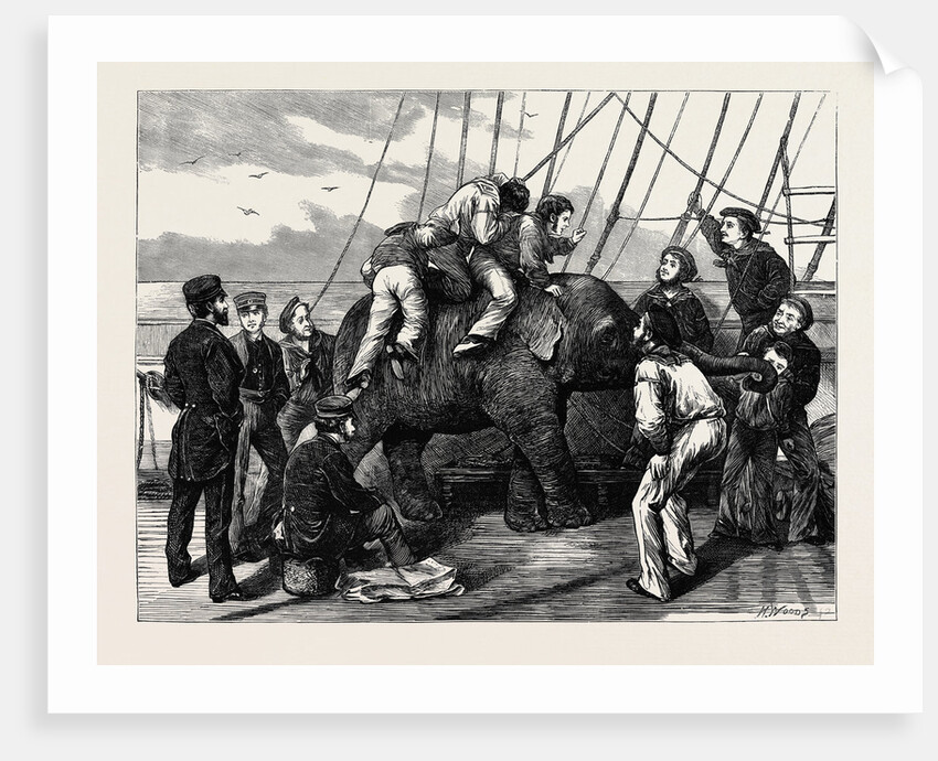 Tom, the Duke of Edinburgh's Elephant by Anonymous