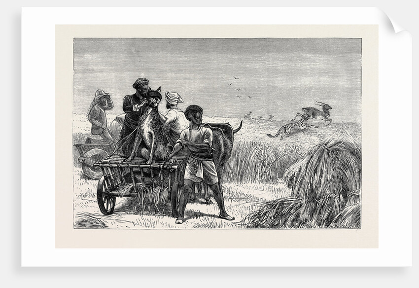 Sketches from India, Antelope Hunting: Loosing the Cheetah by Anonymous