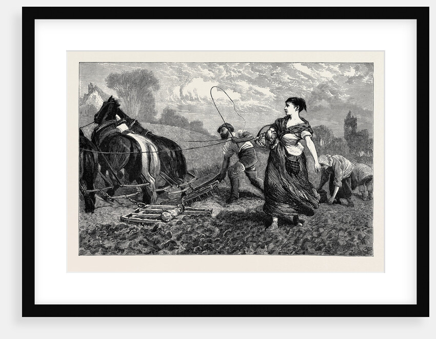 Country Notes, Harrowing after the Potato Crop by Anonymous
