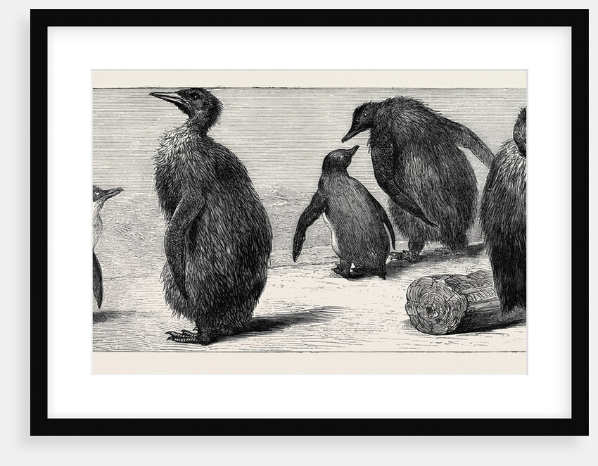 The King Penguin, at the Zoological Gardens, London by Anonymous