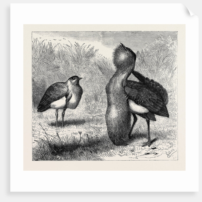 The Australian Bustard, at the Zoological Gardens, London by Anonymous