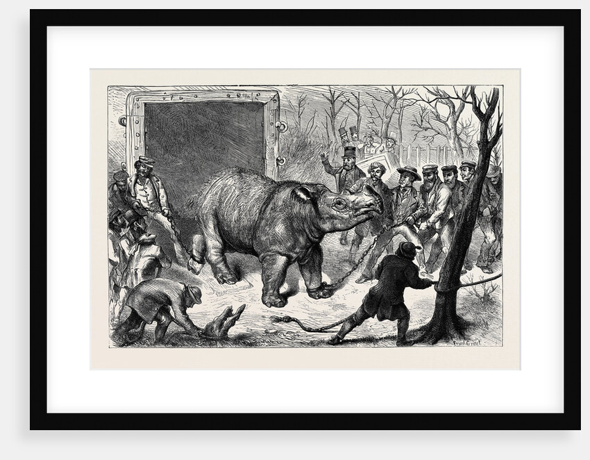 Transferring the Hairy Rhinoceros from Her Travelling Den to Her Cage by Anonymous