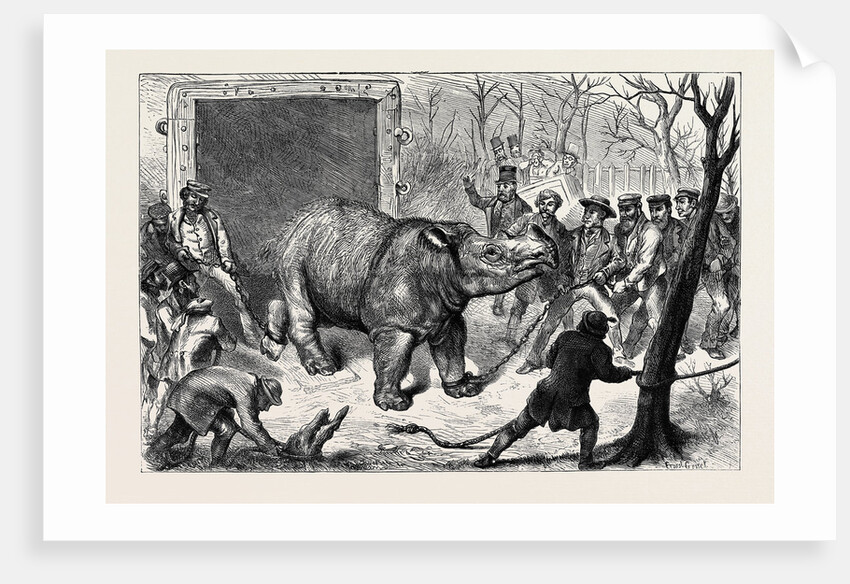 Transferring the Hairy Rhinoceros from Her Travelling Den to Her Cage by Anonymous