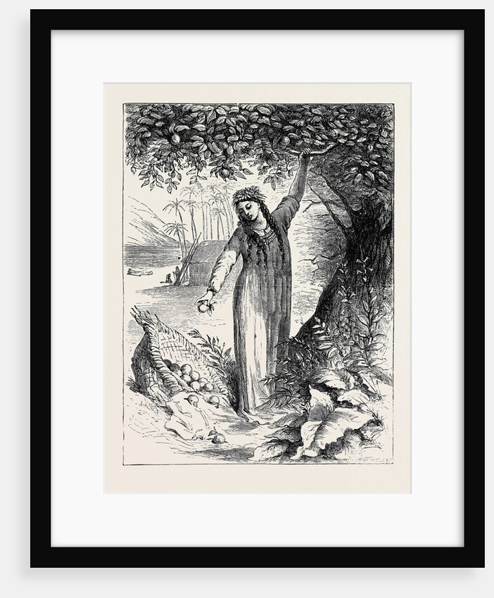 Tahiti Girl Gathering Oranges by Anonymous