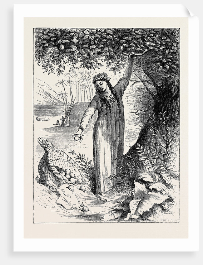 Tahiti Girl Gathering Oranges by Anonymous