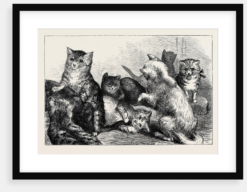 Kittens at the Crystal Palace Cat Show by Anonymous