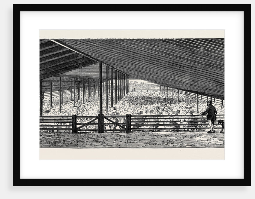 The Drying Floor in the Shearing Shed, Containing 1500 Sheep, One Day's Shearing by Anonymous
