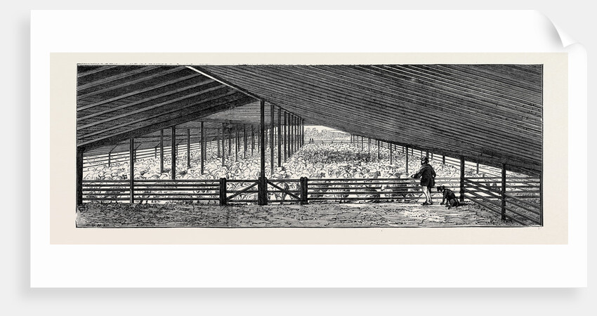 The Drying Floor in the Shearing Shed, Containing 1500 Sheep, One Day's Shearing by Anonymous