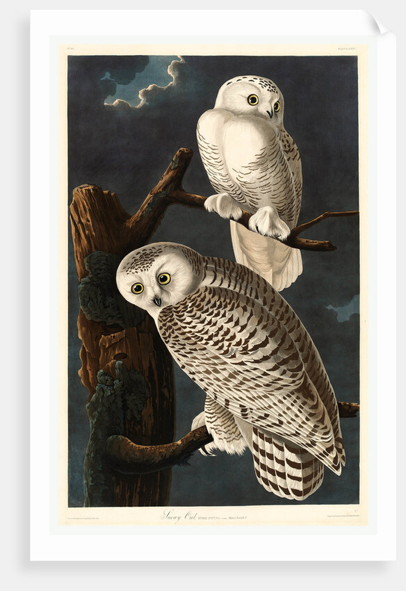 Snowy Owl by Anonymous