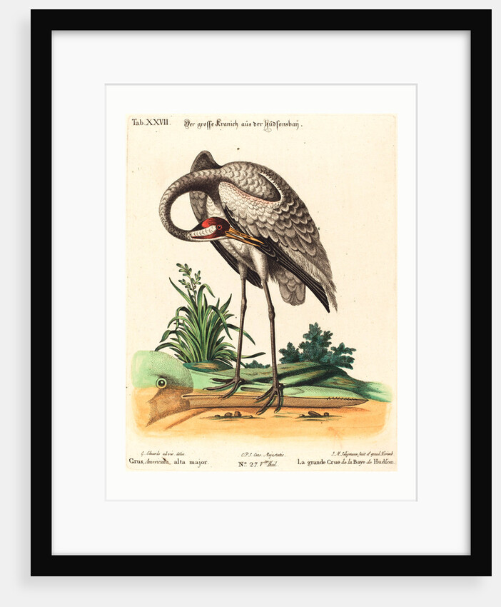 Grus Americana, Alta Major by Anonymous