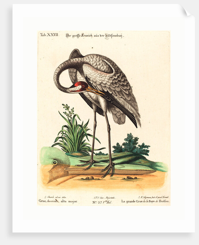 Grus Americana, Alta Major by Anonymous